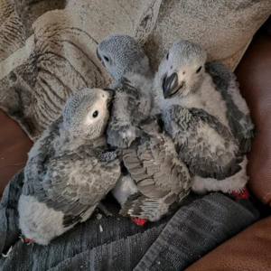 2 Babies African Greys Parrots