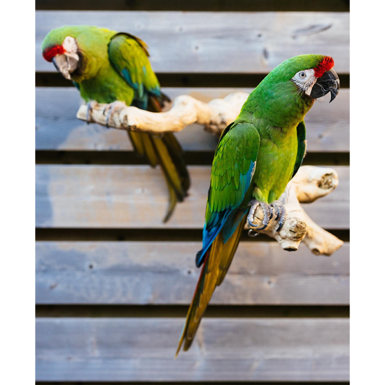 2 Beautiful Babies Military Macaw Parrots