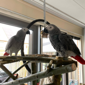 2 Congo African Grey Male and Female