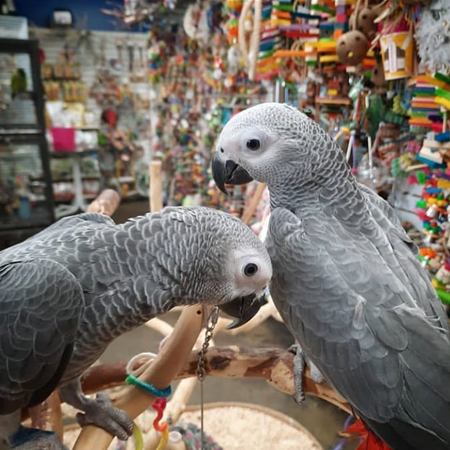2 x African Greys and large cage