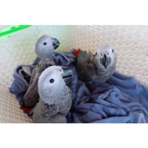 3 Babies African Greys