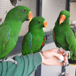 3 Eclectus Girls