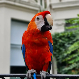 8 Months Old Scarlet Macaw Parrot