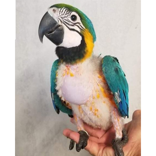A List Baby Macaw