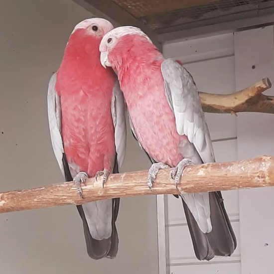 A Pair of Galah Cockatoo