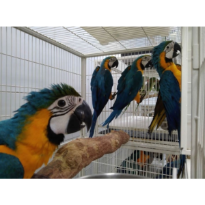 AA List Macaw