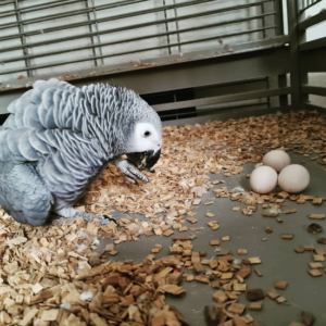 African Grey Parrot Eggs