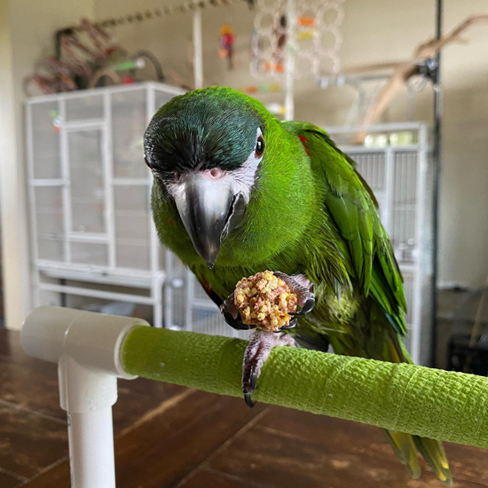 Awesome Hahns Macaw Parrot