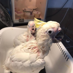 Baby Cockatoo Parrots