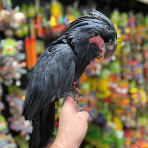 Baby Male Black Palm Cockatoo