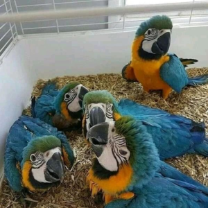 Baby’s blue and gold macaws