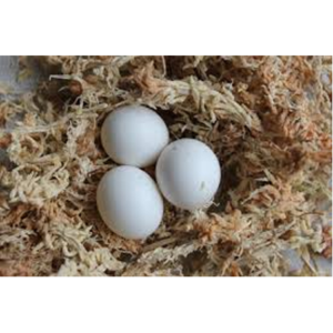 Black Palm Cockatoos Eggs