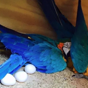 Blue and Gold Macaw Eggs