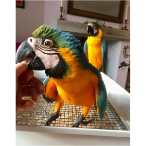 Blue and Gold Macaw Pair
