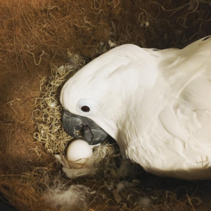 Blue-eyed Cockatoo eggs