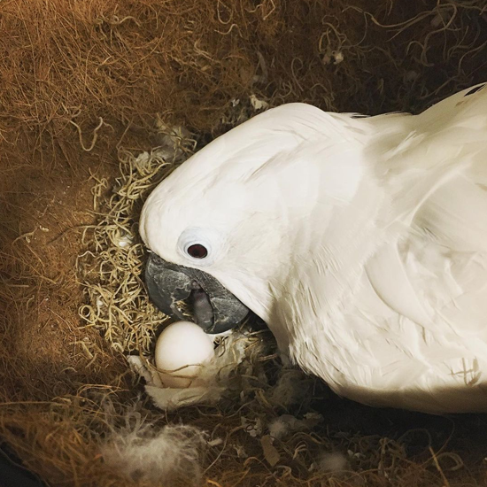 Blue-eyed Cockatoo eggs