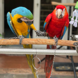 Bonded pair male and female macaws