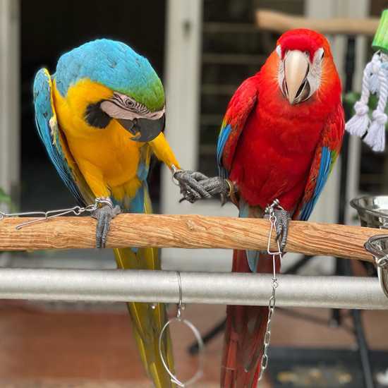 Bonded pair male and female macaws