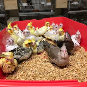 Cockatiel Chicks