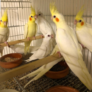 Cockatiels