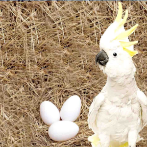 Cockatoo Parrot Eggs