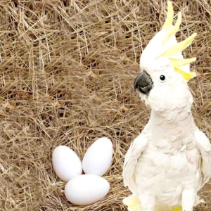 Cockatoo Parrot Eggs