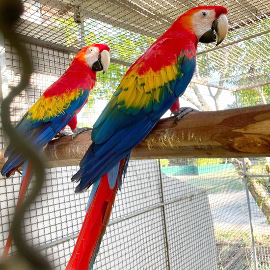 Cutest 2 Scarlet macaw parrot (1500 each)