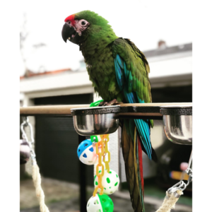 Female Military Macaw Parrot