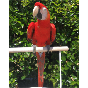 Female Scarlet Macaw Parrot
