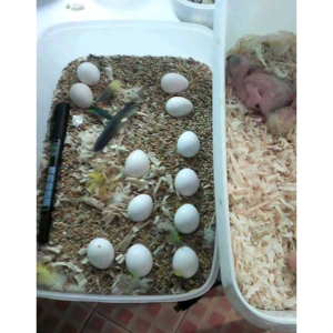 Fertile Parrot Eggs For Sale In Bulk