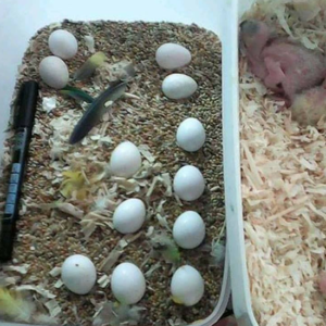 Fertile Parrot Eggs For Sale In Bulk