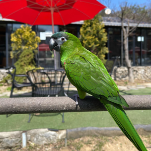 Green Hahns Macaw