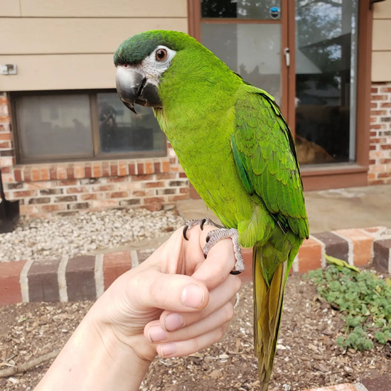 Hand Fed Hahns Mini Macaw