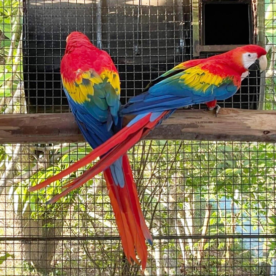 Hand Reared Scarlet Macaw For Sale