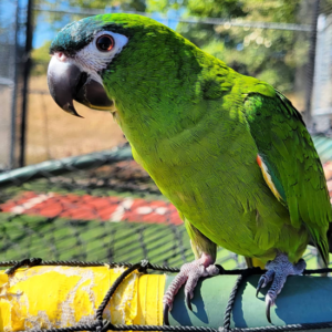 Large Hahns Macaw Parrot