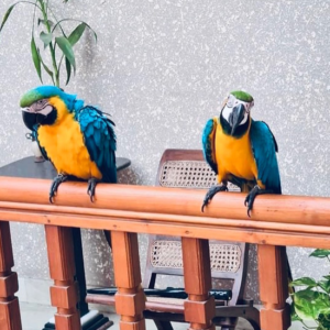 Male and Female Blue & Gold Macaws