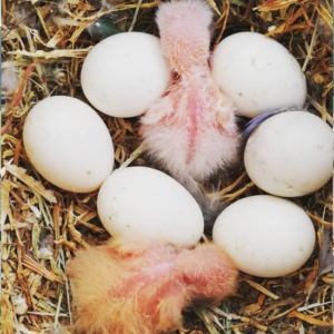 Military Macaw Parrots eggs