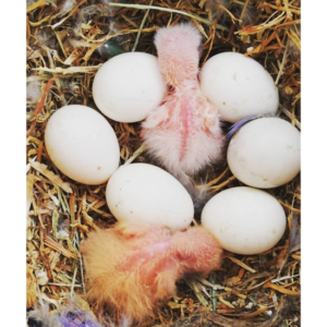 Military Macaw Parrots eggs