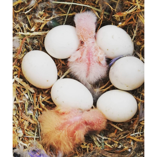 Military Macaw Parrots eggs