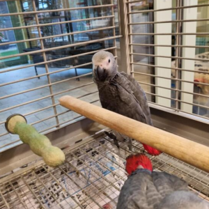 Pair Of African Grey Baby Parrots