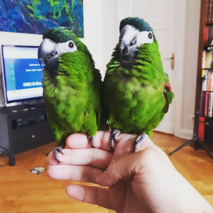 Pair of Hahns Mini Macaw – Great Talkers