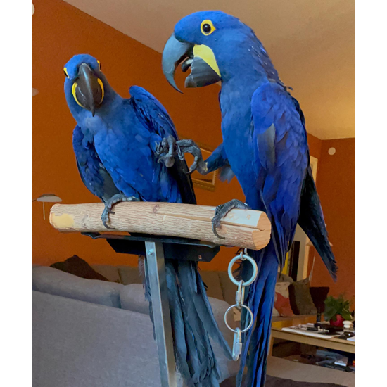 Pair of Hyacinth Macaw parrots