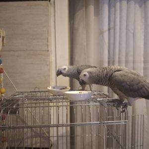 Pair of male and female African grey