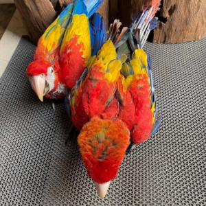 Scarlet Macaw Chicks – ready soon