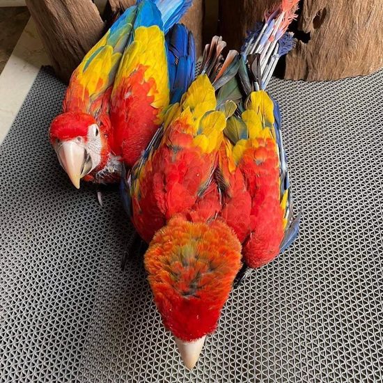 Scarlet Macaw Chicks – ready soon