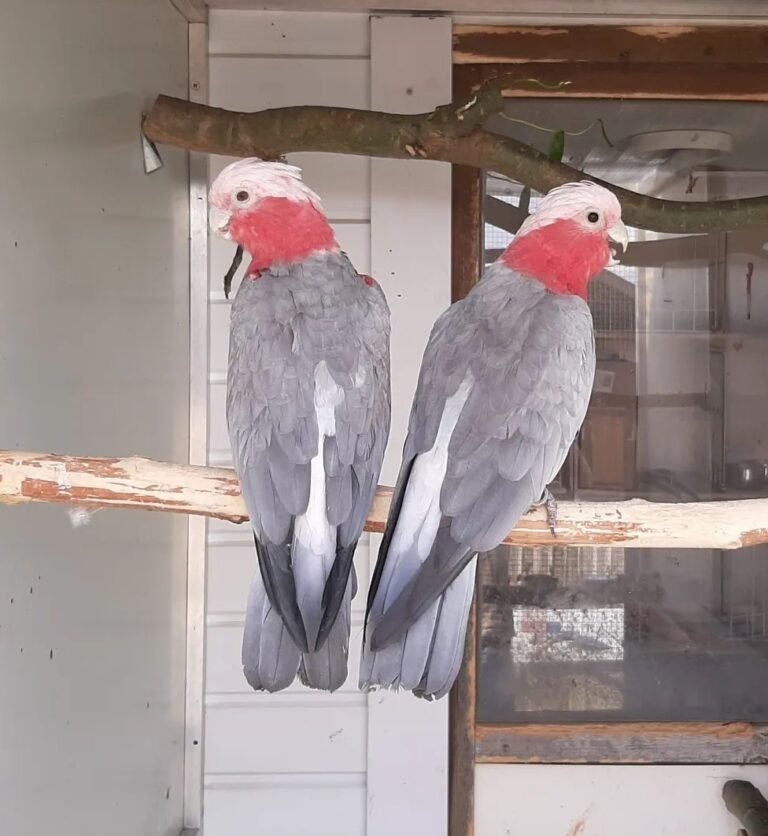 A Pair of Galah Cockatoo - Image 2