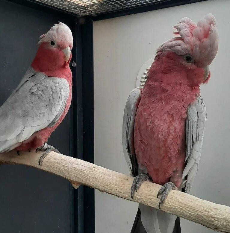 A Pair of Galah Cockatoo - Image 4