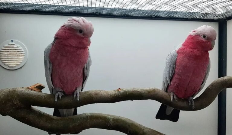 A Pair of Galah Cockatoo - Image 3