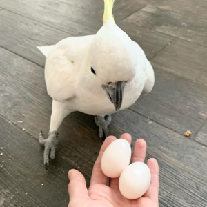 Sulphur-crested Cockatoo eggs