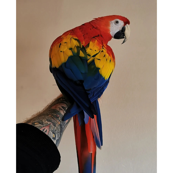 TAMED, TALKING & TRAINED SCARLET MACAW
